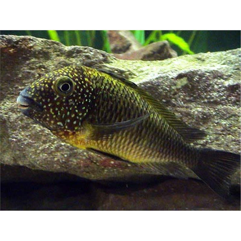 Tropheus moorii murago - imagine 4